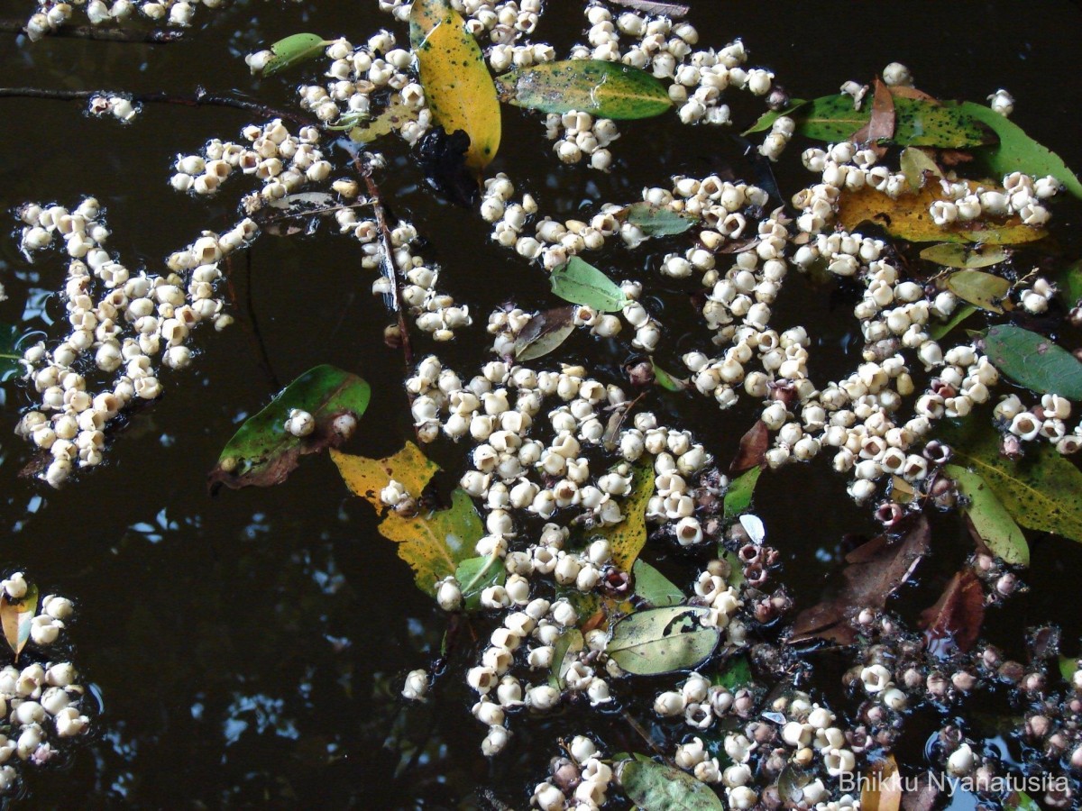 Diospyros malabarica (Desr.) Kostel.